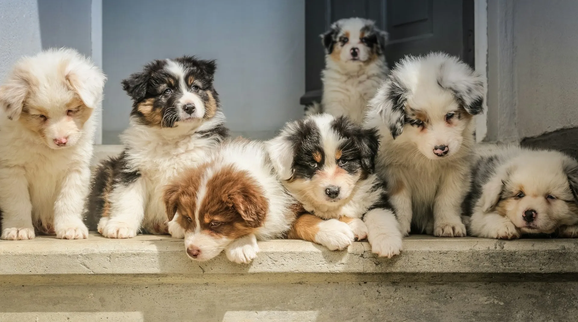 Zwei Hunde beim Welpenspiel
