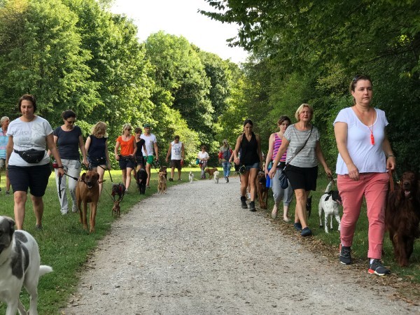 Besitzer gehen mit ihren Hunden beim Training am Straßenrand spazieren