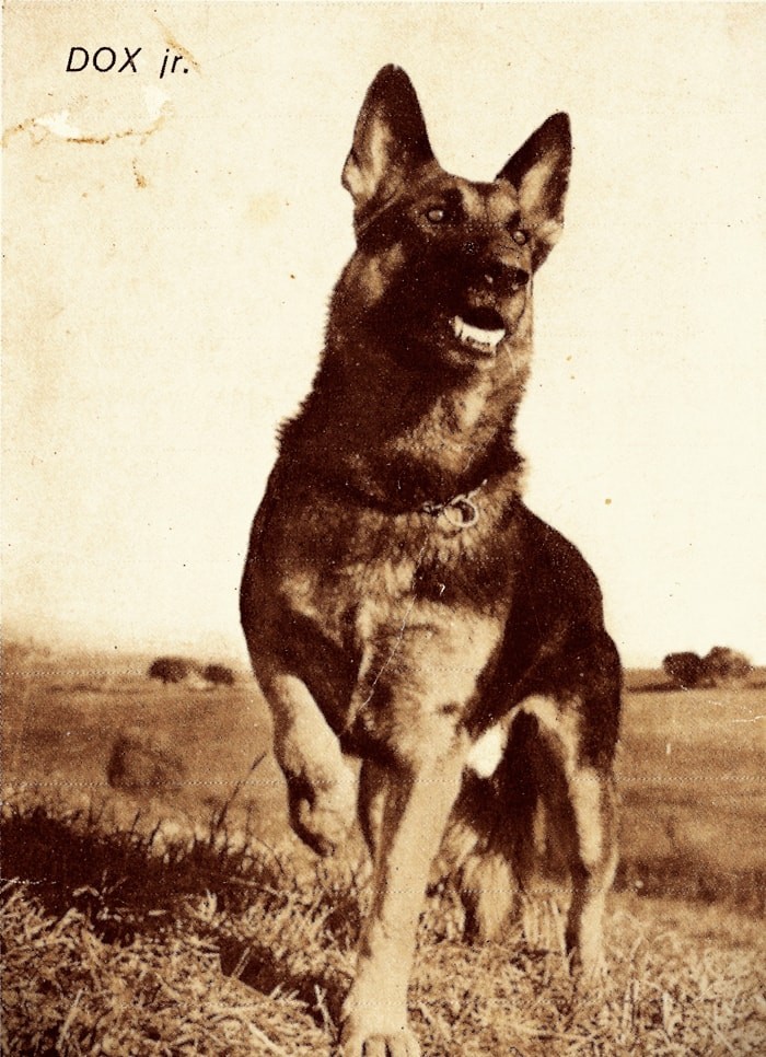 Photo von Dox Junior