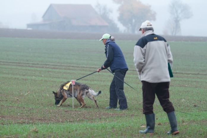 Fährtensuche mit Darka von CORDOVA