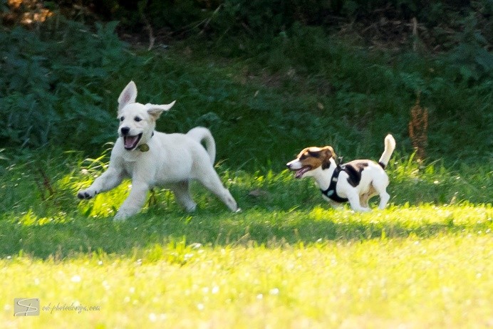 spielende welpen